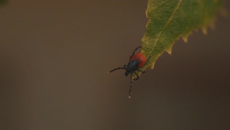 Detailed-close-up-of-a-mite-perched-on-a-green-birch-leaf,-showing-its-dark-brown-body-and-reddish-orange-markings