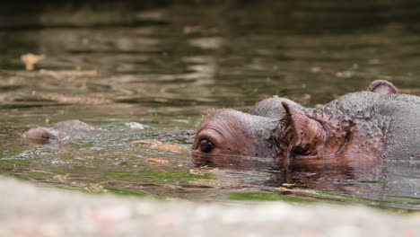 Nahaufnahme-Des-Kopfes-Eines-Flussnilpferds-Beim-Gehen-Im-Wasser-Und-Anschließendem-Eintauchen-Unter