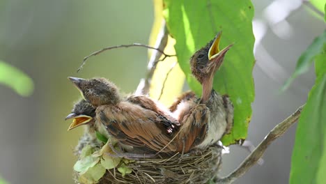 Hungrige-Junge-Küken-Des-Indischen-Paradiesfliegenschnäppers-Im-Nest