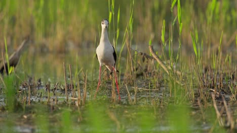 Black-winged-stilt-with-long-legs-walk-over-muddy-marsh-area-with-reeds-foraging