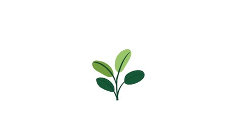 Pflanze-Mit-4-Blättern-Wächst-Und-Keimt-Auf-Weißem-Hintergrund