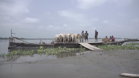 Kühe-Werden-über-Den-Brahmaputra-Fluss-Getrieben