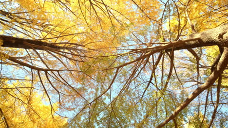 Ansicht-Von-Unten-Nach-Oben-Des-Ginkgobaums-Im-Herbst