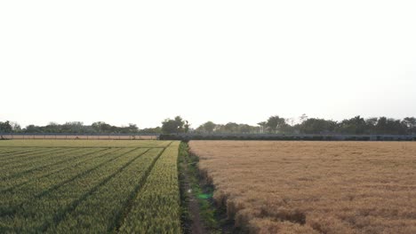 In-the-drone-camera,-Ganpati-is-showing-a-large-crop-of-wheat-and-there-are-many-fields-around