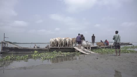 Las-Vacas-Están-Siendo-Trasladadas-A-Través-Del-Río-Brahmaputra.