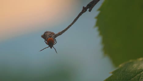 detailed-close-up-of-a-tick-perched-on-a-branch,-showcasing-its-dark-brown-body-and-reddish-orange-markings