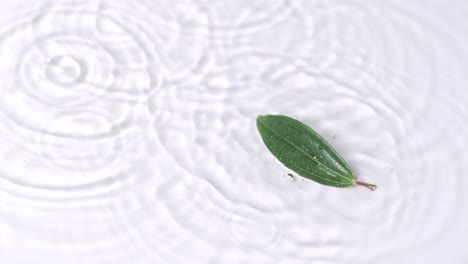 Leaf-falling-in-super-slow-motion