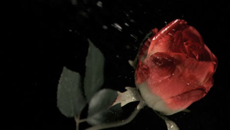 Rose-being-watered-in-super-slow-motion