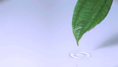 Rain-drops-falling-in-super-slow-motion-off-a-leaf
