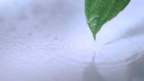 Small-drizzle-falling-in-super-slow-motion-on-a-leaf