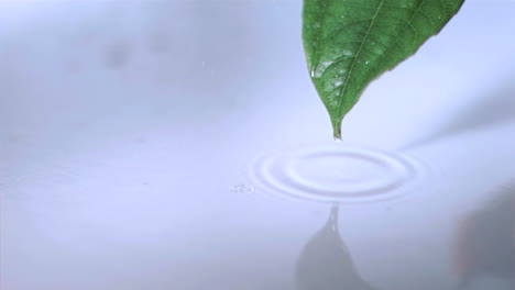 Droplet-falling-off-leaf-in-super-slow-motion-while-it-is-raining