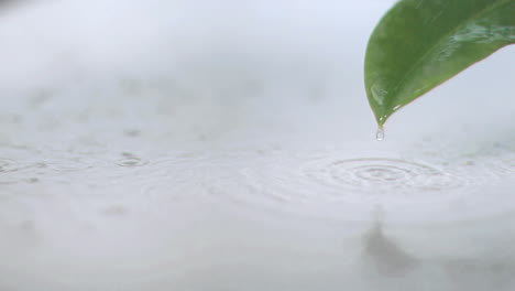 Lluvia-Sobre-La-Hoja-En-Cámara-Súper-Lenta