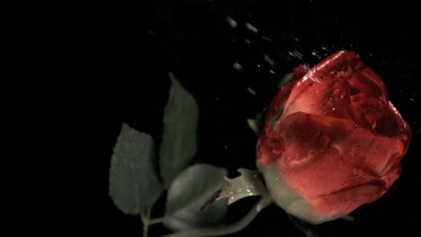Red-rose-being-sprayed-in-super-slow-motion