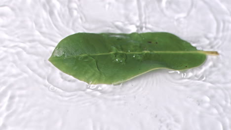 Leaf-falling-in-super-slow-motion