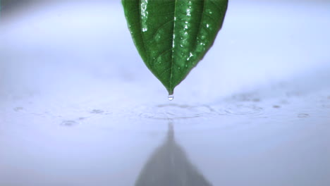 Regen-Auf-Einem-Blatt-In-Superzeitlupe