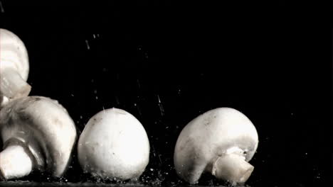 Mushrooms-in-super-slow-motion-receiving-water