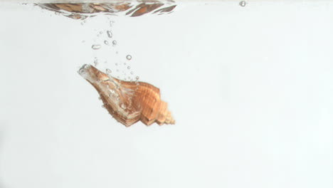 Conch-shell-in-a-super-slow-motion-turning-in-the-water-