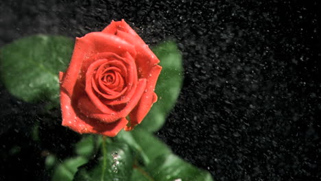 Red-rose-being-watered-in-super-slow-motion