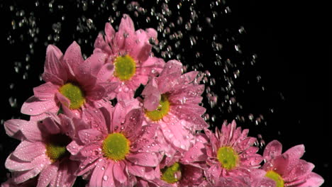 Water-dripping-in-super-slow-motion-on-a-pink-daises