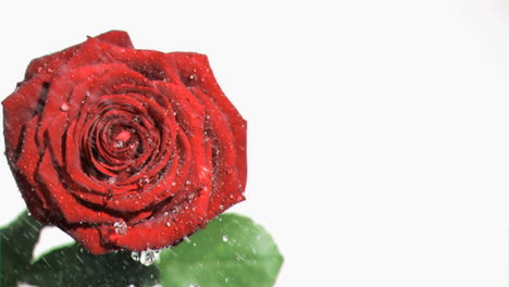 Big-rose-watered-in-super-slow-motion