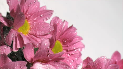 Rosa-Gänseblümchen-In-Superzeitlupe-Mit-Wasser-Besprüht