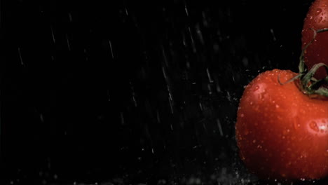 Lluvia-En-Cámara-Súper-Lenta-Cayendo-Sobre-Los-Tomates