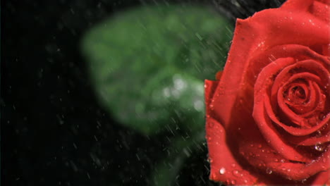 Water-dripping-in-super-slow-motion-on-a-rose