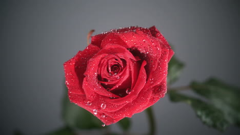 Regentropfen-Fließen-Auf-Eine-Rote-Rose-