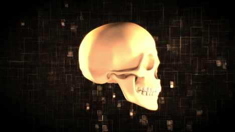 Cráneo-Giratorio-Sobre-Fondo-Digital-En-Movimiento
