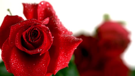 Regentropfen-Fallen-Auf-Eine-Rote-Rose