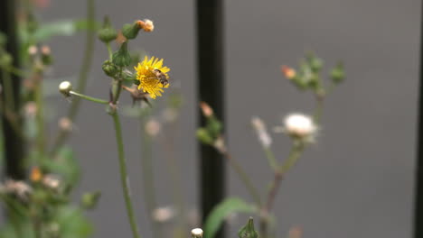 Abeja-Volando-Alrededor-De-La-Flor