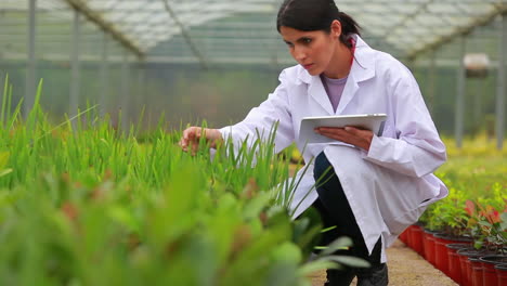 Assistant-using-tablet-pc-to-check-plants