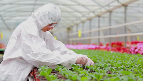 Woman-in-protective-suit-checking-the-plants