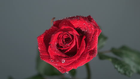 Raindrop-flowing-on-a-rose-against-a-black-background