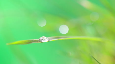 Dewdrop-on-grass