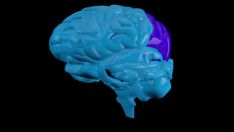 Cerebro-Azul-Giratorio-Con-Secciones-Secuenciadas-Resaltadas