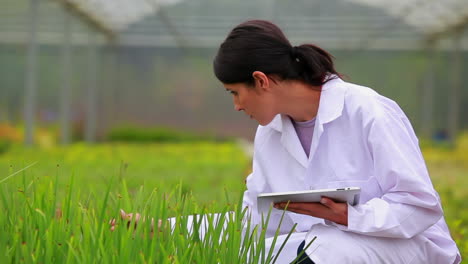 Woman-standing-at-the-greenhouse-holding-a-tablet-pc