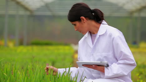 Woman-using-a-tablet-pc-at-the-greenhouse