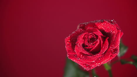 Rain-drops-falling-on-red-rose-on-red-background