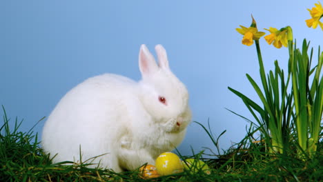 Fluffy-white-bunny-sniffing-easter-eggs-besides-daffodils