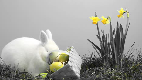 Weißes-Häschen-Schnüffelt-Im-Gras-Mit-Gelben-Narzissen-Und-Einem-Korb-Mit-Ostereiern