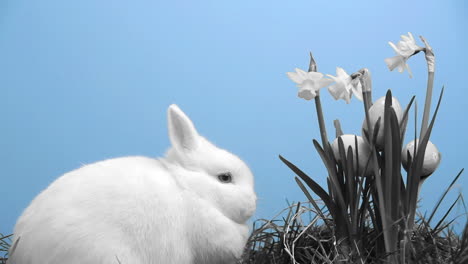 White-bunny-rabbit-with-easter-eggs-stuck-in-bunch-of-daffodils-in-black-and-white