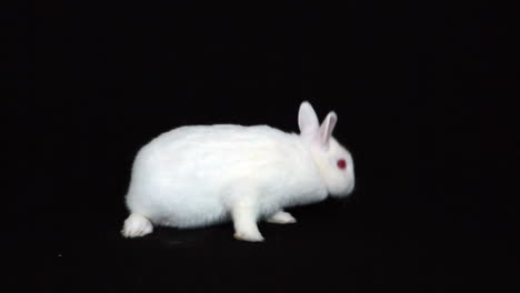 Fluffy-bunny-rabbit-