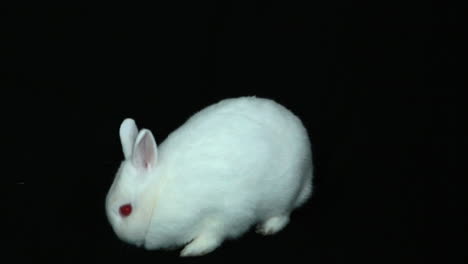 Fluffy-white-rabbit-sniffing-its-nose