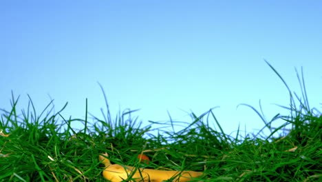 Banane-Fällt-Auf-Gras-Vor-Blauem-Hintergrund