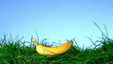 Banana-falling-and-bouncing-on-grass