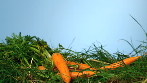 Zanahorias-Cayendo-Sobre-La-Hierba-Sobre-Fondo-Azul