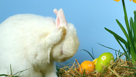 Cute-fluffy-rabbit-scratching-its-nose-with-little-easter-eggs-in-front-of-him