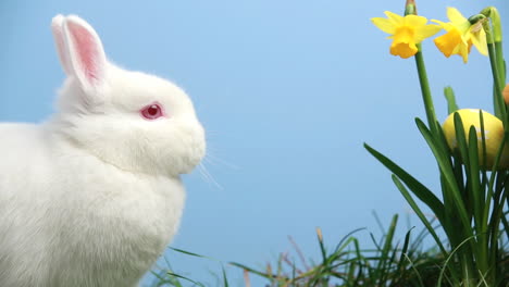 White-bunny-rabbit-with-easter-eggs-stuck-in-bunch-of-daffodils