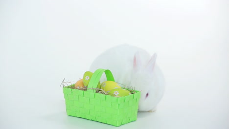 White-bunny-rabbit-with-wicker-basket-of-easter-eggs